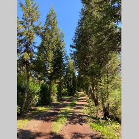 Agreable Chalet Au Milieu Des Sapins La Plaine des Cafres Exterior foto