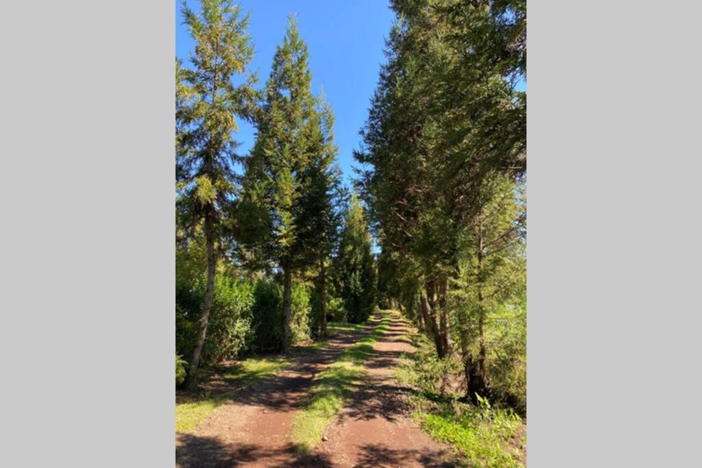 Agreable Chalet Au Milieu Des Sapins La Plaine des Cafres Exterior foto